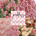 Goddess Luxury Laundry Soap (32 oz)